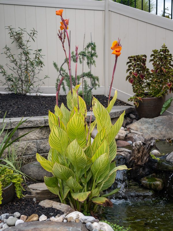 Bengal Tiger Canna Lily